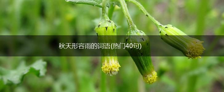 秋天形容雨的词语(热门40句),第1张