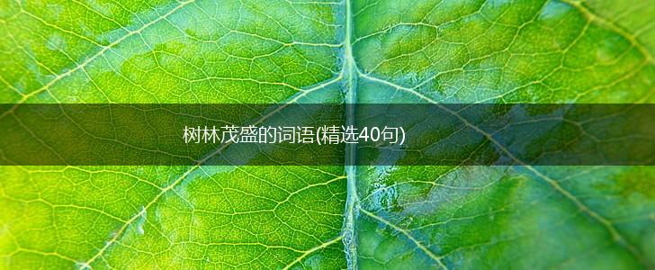 树林茂盛的词语(精选40句),第1张