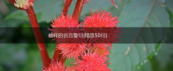 榜样的名言警句(精选50句),第1张