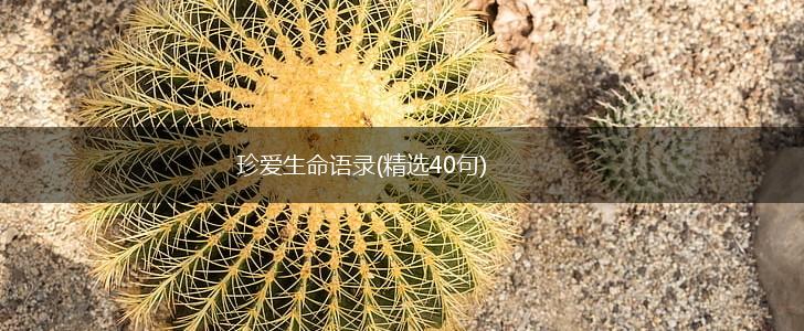 珍爱生命语录(精选40句),第1张
