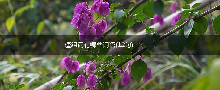 瑾组词有哪些词语(12句),第1张