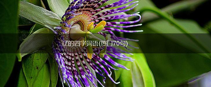 辽的四字词语(热门70句),第1张