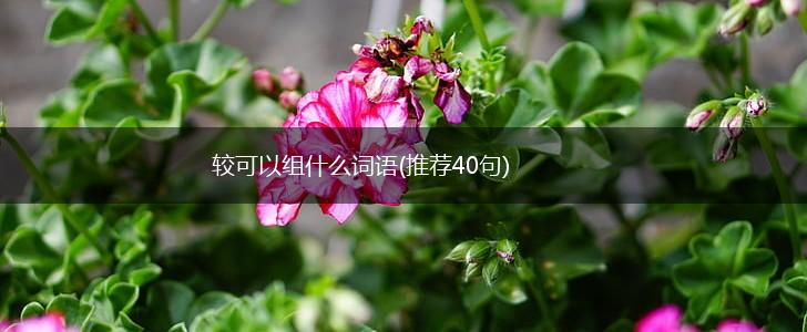 较可以组什么词语(推荐40句),第1张