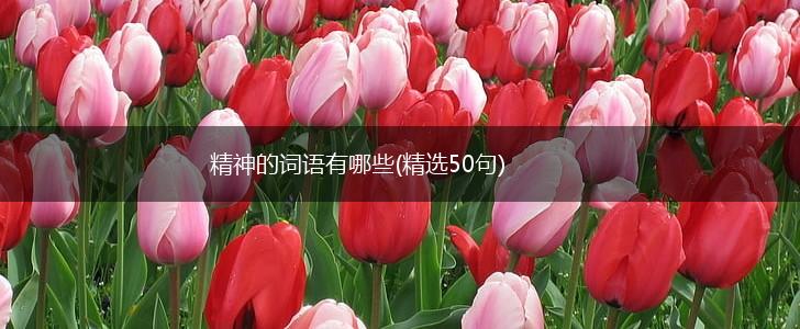 精神的词语有哪些(精选50句),第1张