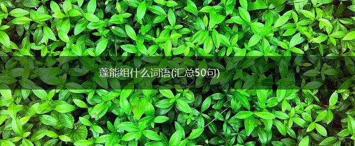 蓬能组什么词语(汇总50句),第1张