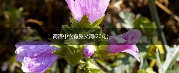 词语中含有反义词(20句),第1张