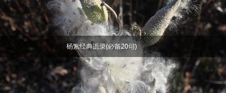 杨紫经典语录(必备20句),第1张
