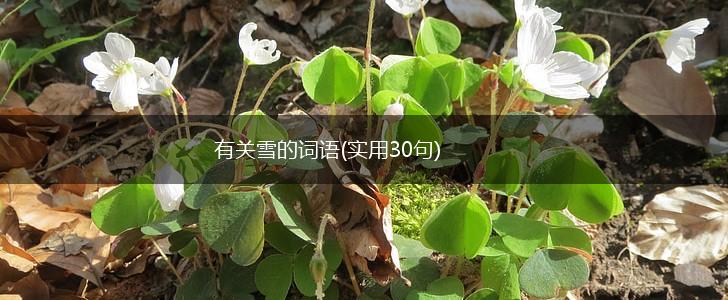 有关雪的词语(实用30句),第1张 有关雪的词语(实用30句),第1张