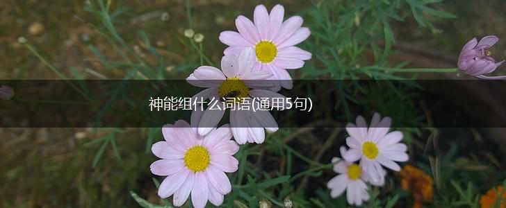神能组什么词语(通用5句),第1张 神能组什么词语(通用5句),第1张