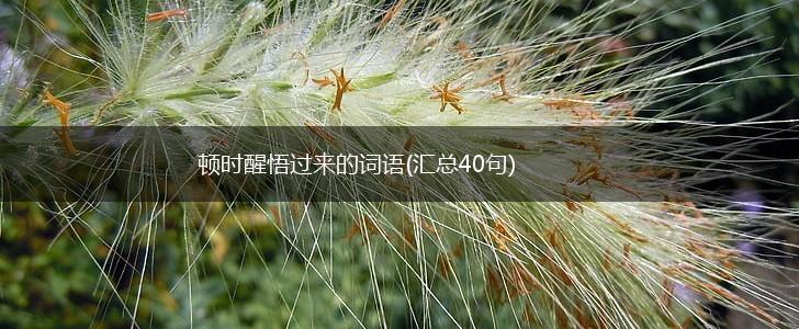 顿时醒悟过来的词语(汇总40句),第1张
