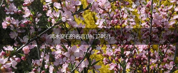 滴水穿石的名言(热门70句),第1张