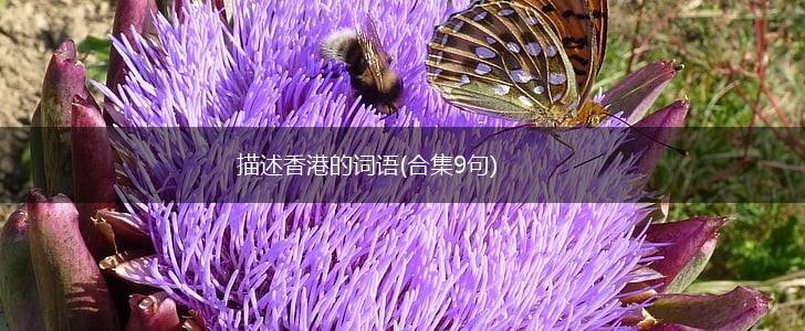 描述香港的词语(合集9句),第1张 描述香港的词语(合集9句),第1张