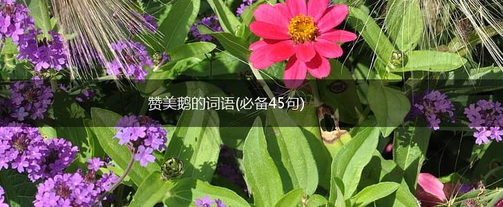 赞美鹅的词语(必备45句),第1张