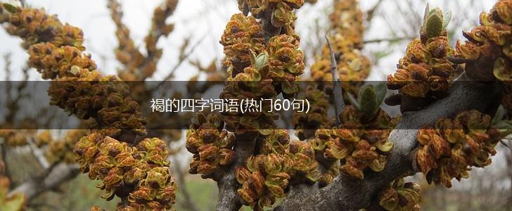 褐的四字词语(热门60句),第1张