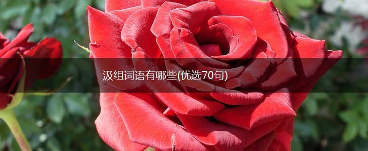 汲组词语有哪些(优选70句),第1张