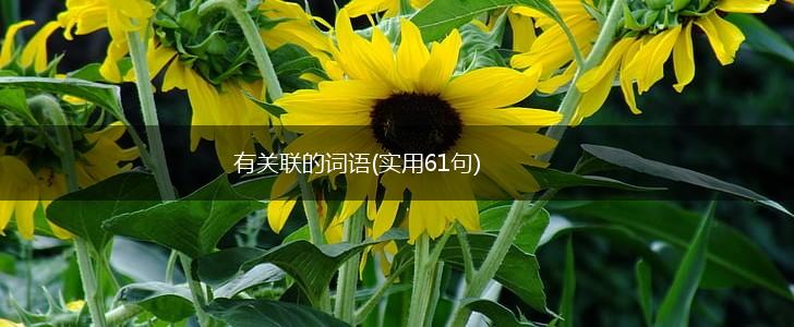 有关联的词语(实用61句),第1张