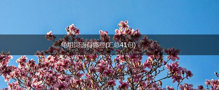 龟组词语有哪些(汇总41句),第1张