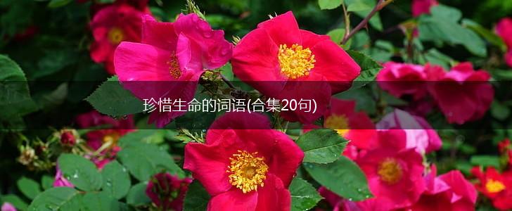 珍惜生命的词语(合集20句),第1张