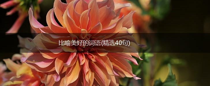 比喻美好的词语(精选40句),第1张