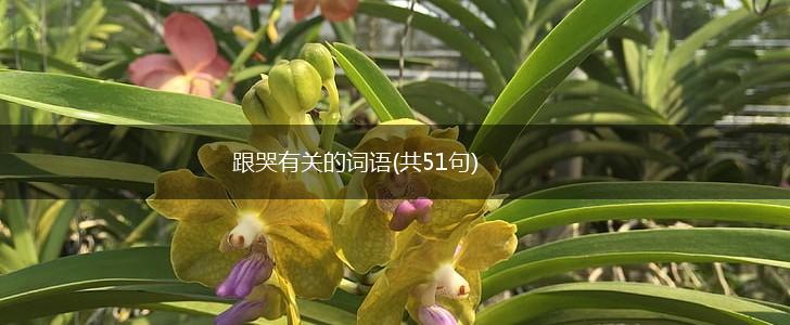 跟哭有关的词语(共51句),第1张