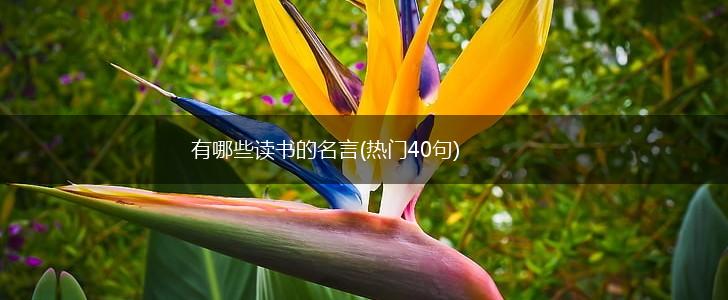 有哪些读书的名言(热门40句),第1张 有哪些读书的名言(热门40句),第1张