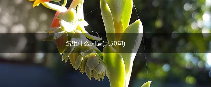 蹲组什么词语(共50句),第1张