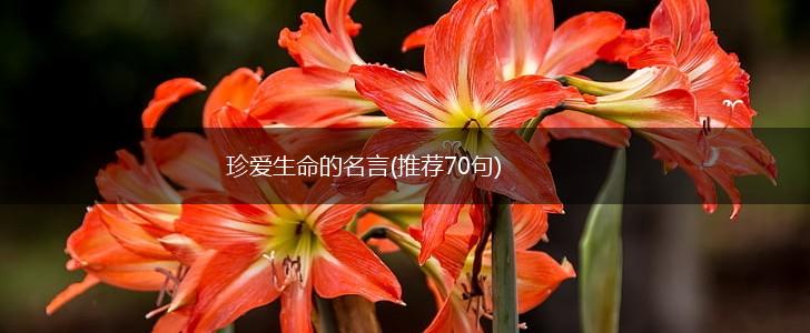 珍爱生命的名言(推荐70句),第1张