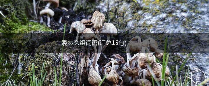 裂怎么组词语(汇总15句),第1张