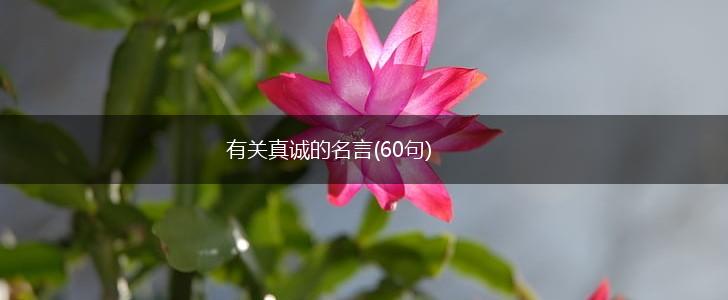 有关真诚的名言(60句),第1张 有关真诚的名言(60句),第1张