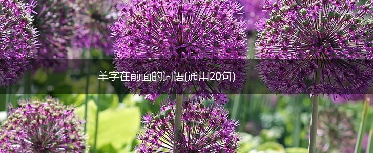 羊字在前面的词语(通用20句),第1张