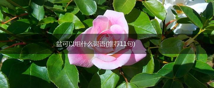 盆可以组什么词语(推荐11句),第1张