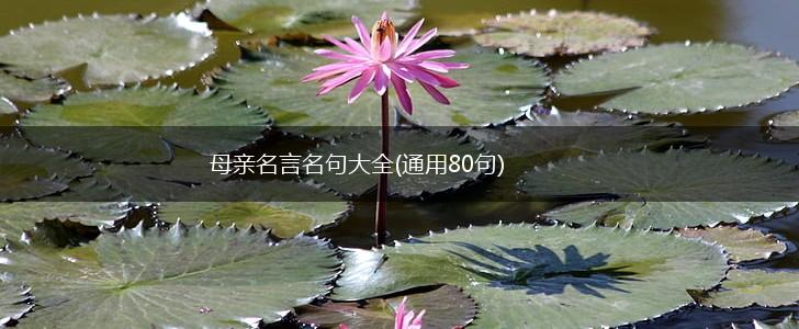 母亲名言名句大全(通用80句),第1张
