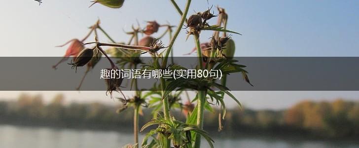 趣的词语有哪些(实用80句),第1张 趣的词语有哪些(实用80句),第1张