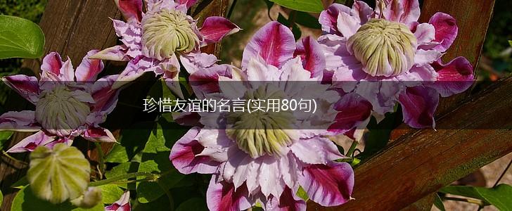 珍惜友谊的名言(实用80句),第1张
