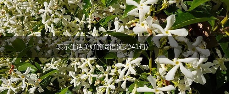 表示生活美好的词语(汇总41句),第1张