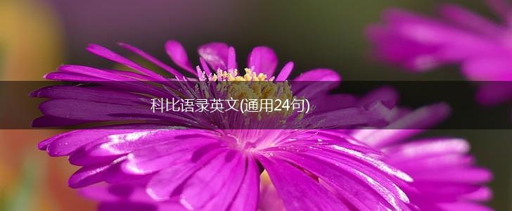 科比语录英文(通用24句),第1张