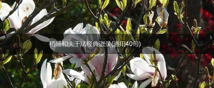 稻盛和夫干法经典语录(通用40句),第1张