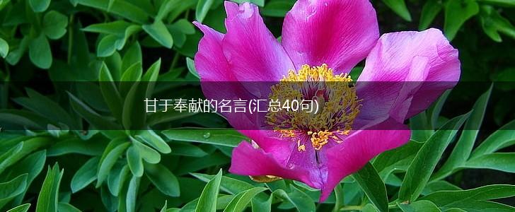 甘于奉献的名言(汇总40句),第1张