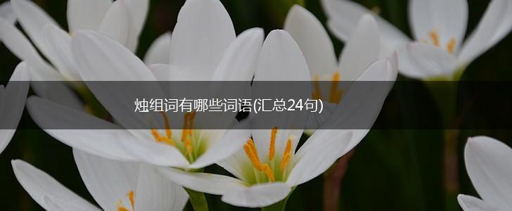 烛组词有哪些词语(汇总24句),第1张