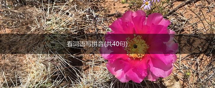 看词语写拼音(共40句),第1张