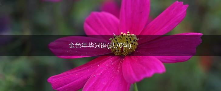 金色年华词语(共70句),第1张