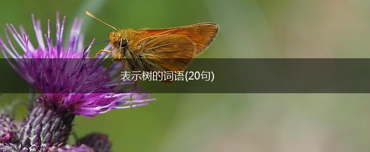 表示树的词语(20句),第1张