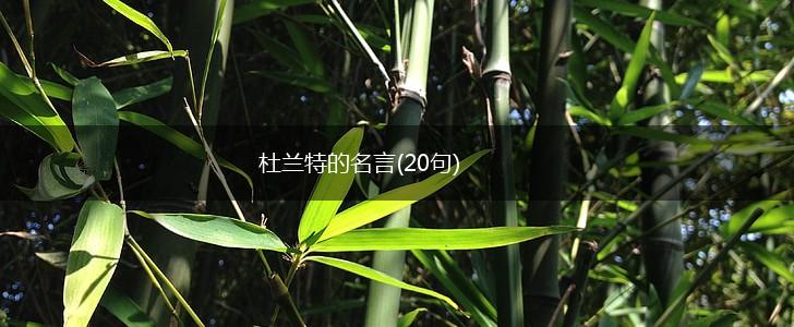 杜兰特的名言(20句),第1张