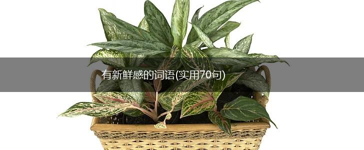 有新鲜感的词语(实用70句),第1张