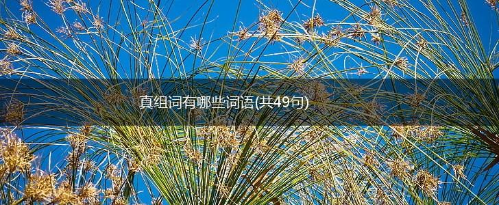 真组词有哪些词语(共49句),第1张