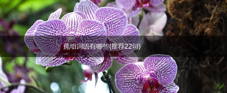 蕉组词语有哪些(推荐22句),第1张