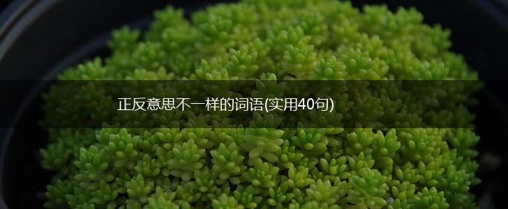 正反意思不一样的词语(实用40句),第1张