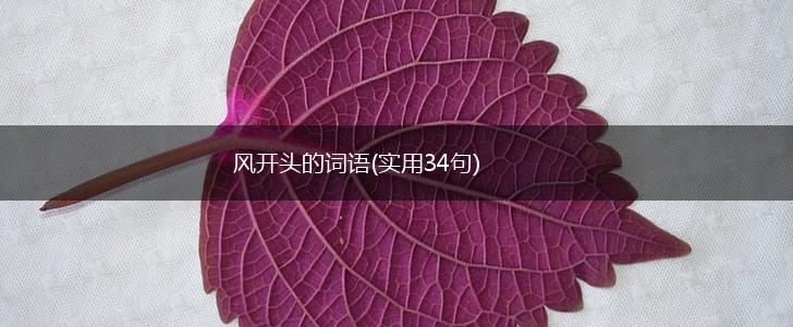 风开头的词语(实用34句),第1张