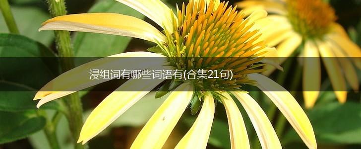 浸组词有哪些词语有(合集21句),第1张
