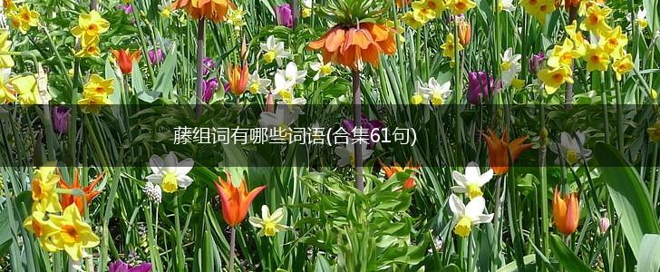 藤组词有哪些词语(合集61句),第1张 藤组词有哪些词语(合集61句),第1张